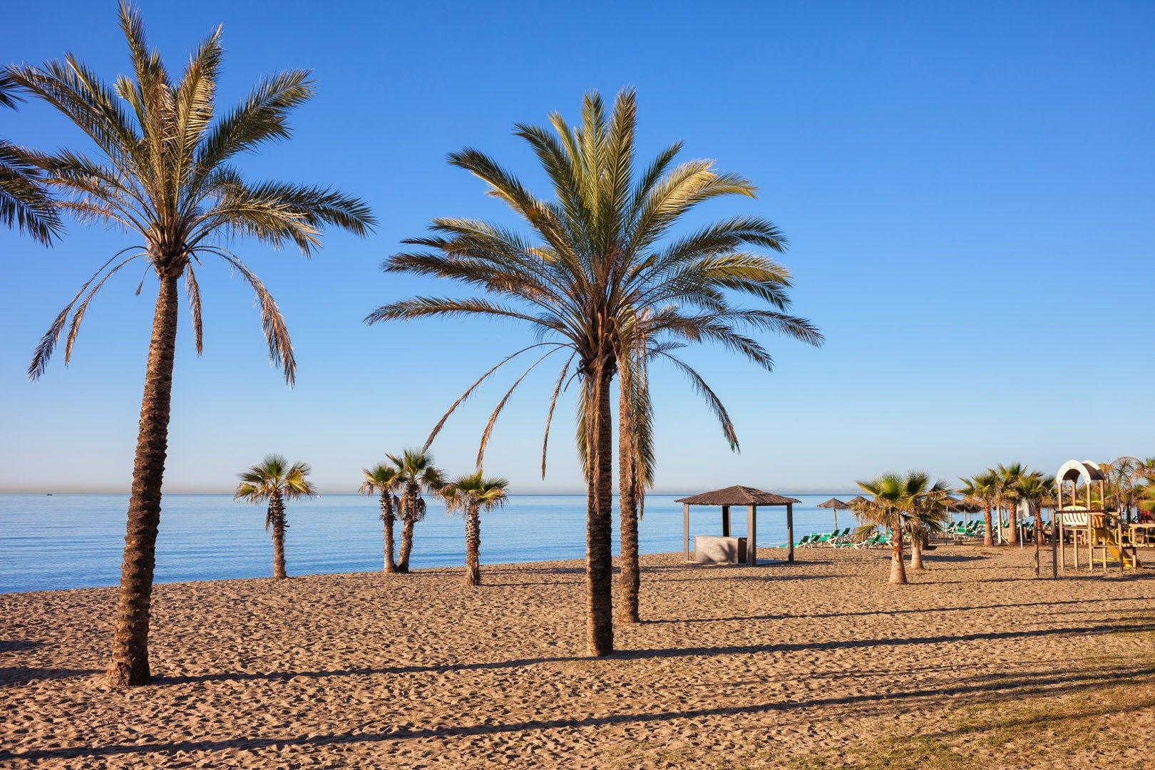Palm trees on a Marbella beach in the morning