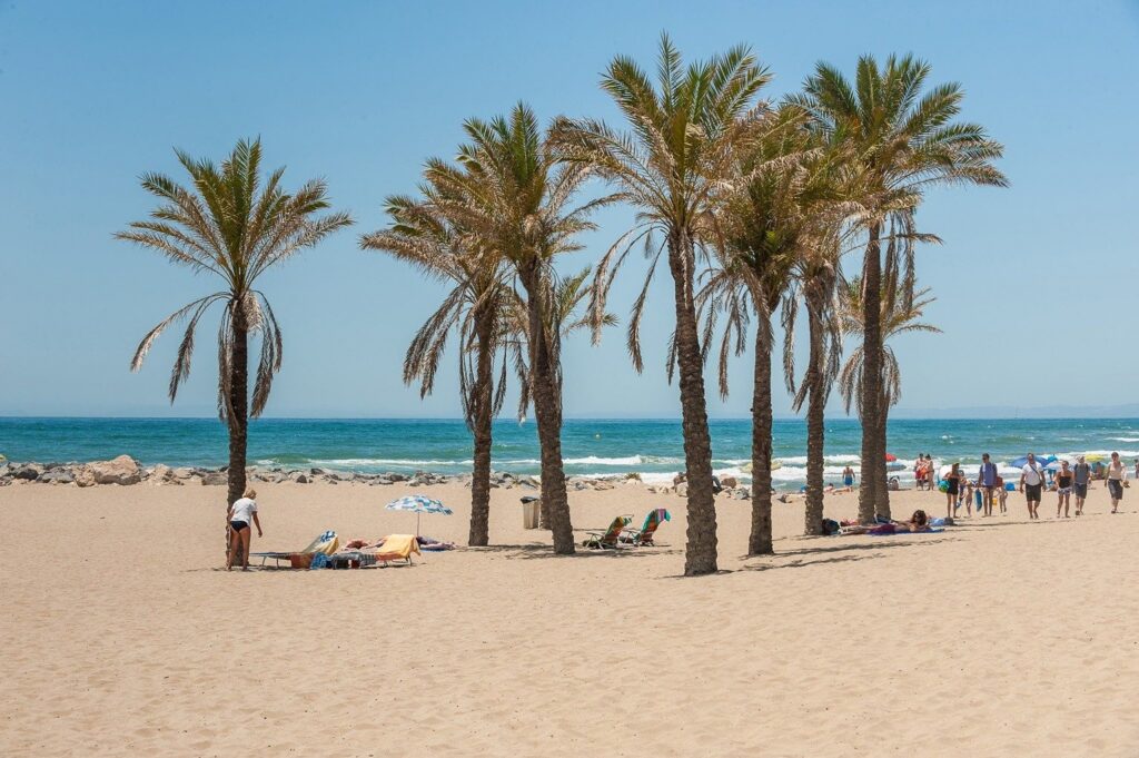 Palm trees on a sandy beach in San Pedro